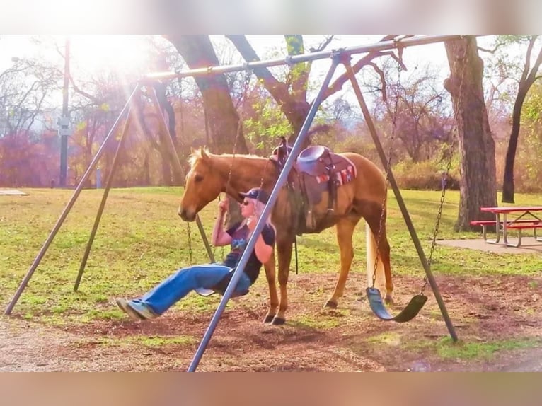 American Quarter Horse Gelding 12 years 15 hh Palomino in Stephenville TX