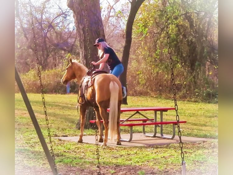 American Quarter Horse Gelding 12 years 15 hh Palomino in Stephenville TX