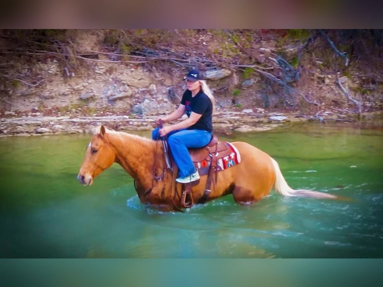 American Quarter Horse Gelding 12 years 15 hh Palomino in Stephenville TX