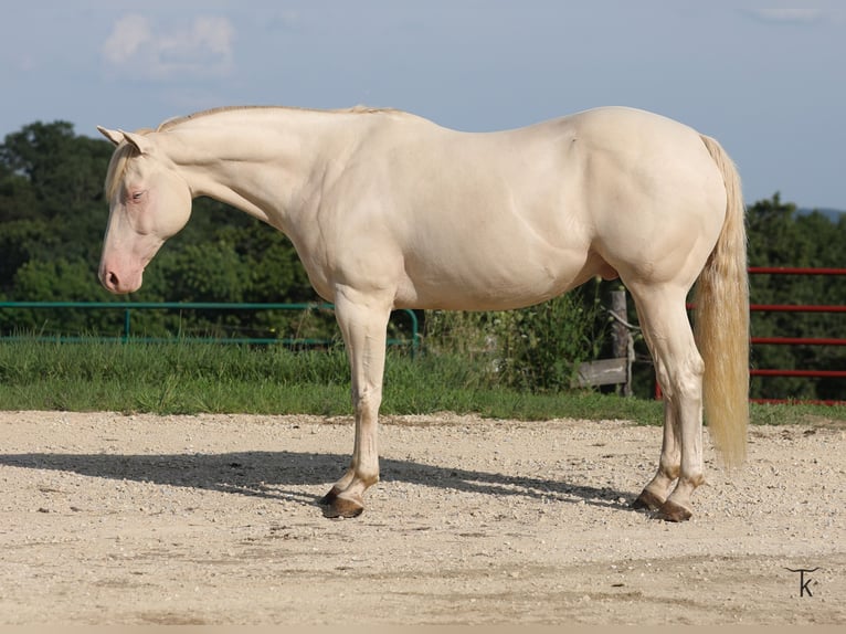 American Quarter Horse Gelding 12 years 15 hh Perlino in Bellevue