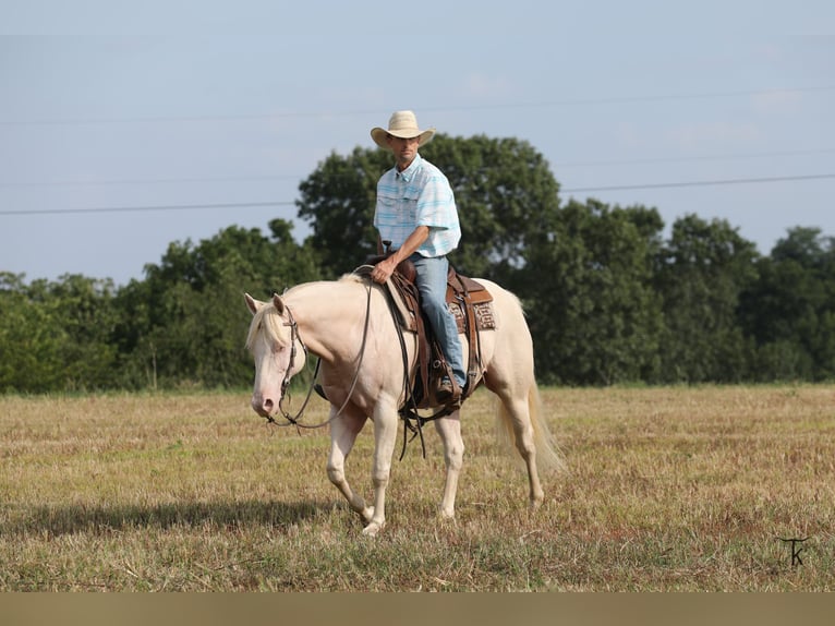 American Quarter Horse Gelding 12 years 15 hh Perlino in Bellevue