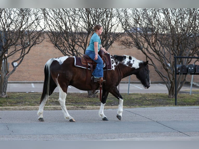 American Quarter Horse Gelding 12 years 15 hh Pinto in Forney