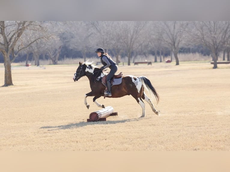 American Quarter Horse Gelding 12 years 15 hh Pinto in Forney