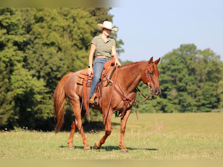 American Quarter Horse Gelding 12 years 15 hh in Clarion
