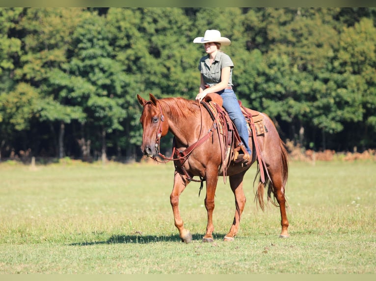 American Quarter Horse Gelding 12 years 15 hh in Clarion