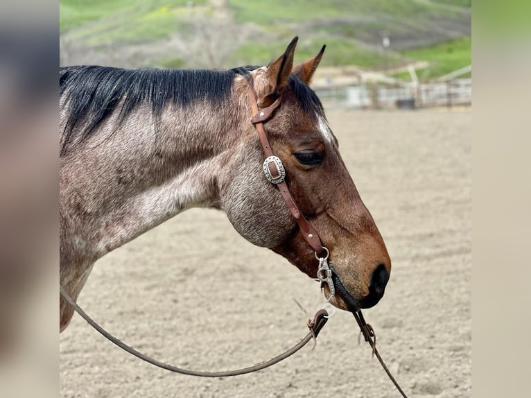 American Quarter Horse Gelding 12 years 15 hh Roan-Bay in PAICINES, CA