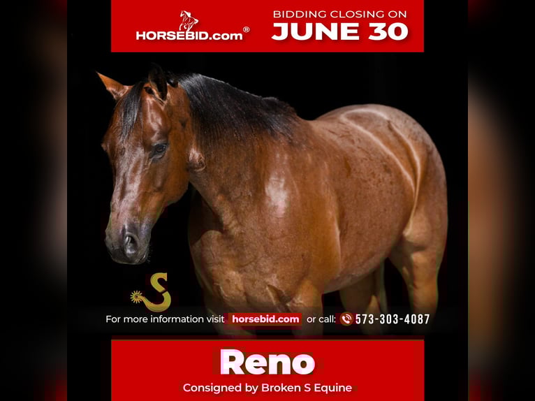 American Quarter Horse Gelding 12 years 15 hh Roan-Bay in Bogard, MO