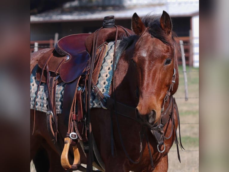 American Quarter Horse Gelding 12 years 15 hh Roan-Bay in LIpan TX