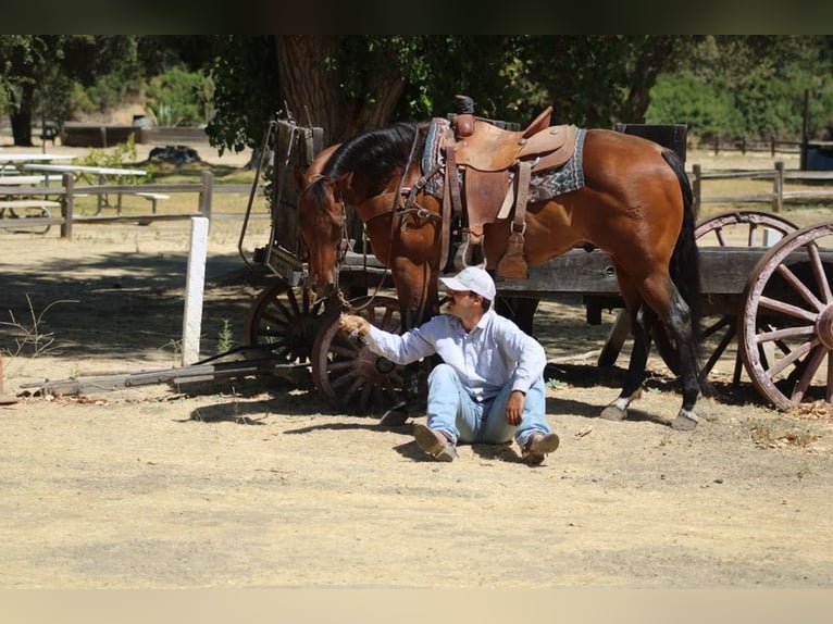 American Quarter Horse Gelding 12 years 15 hh Roan-Bay in Paicines CA