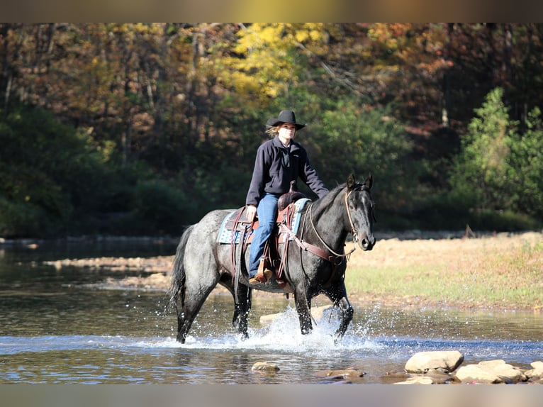 American Quarter Horse Gelding 12 years 15 hh Roan-Blue in Clarion American Quarter Horse Gelding 12 years 15 hh Roan-Blue in Clarion