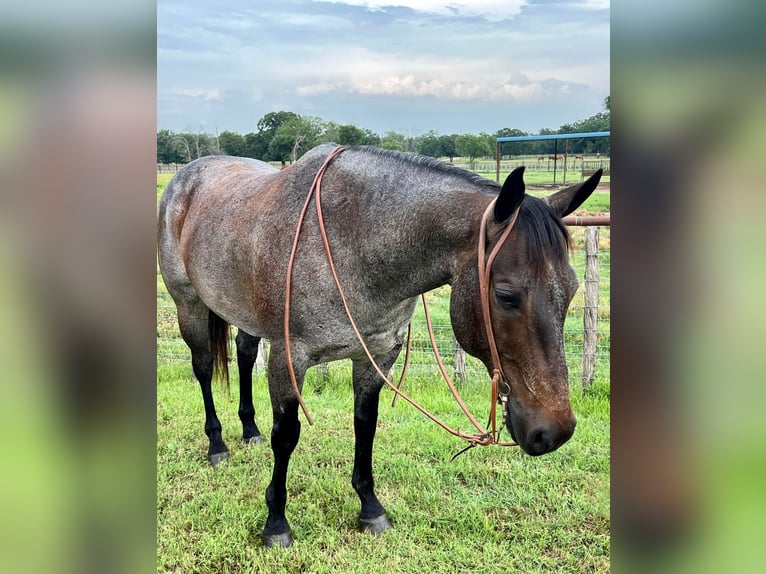 American Quarter Horse Gelding 12 years 15 hh Roan-Blue in Weatherford TX
