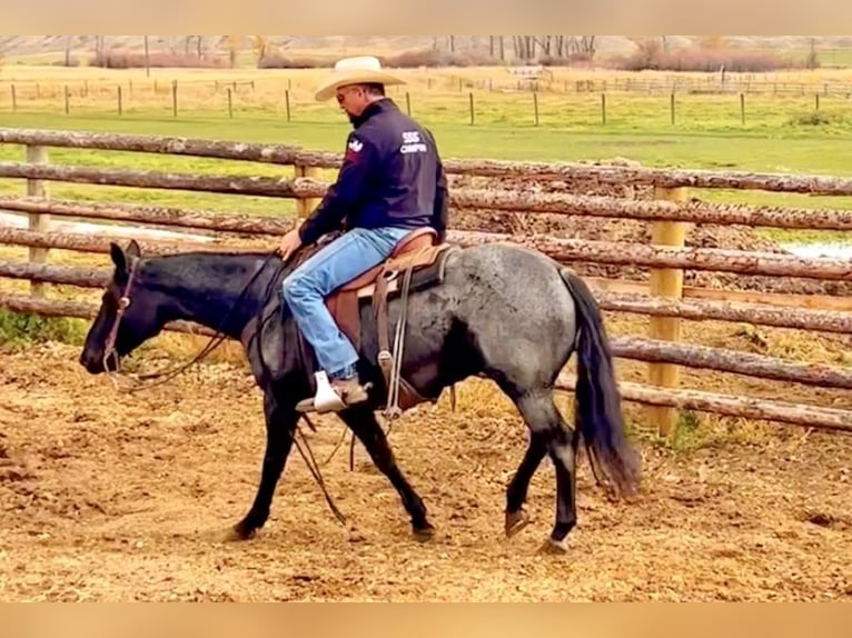 American Quarter Horse Gelding 12 years 15 hh Roan-Blue in Drummond, MT