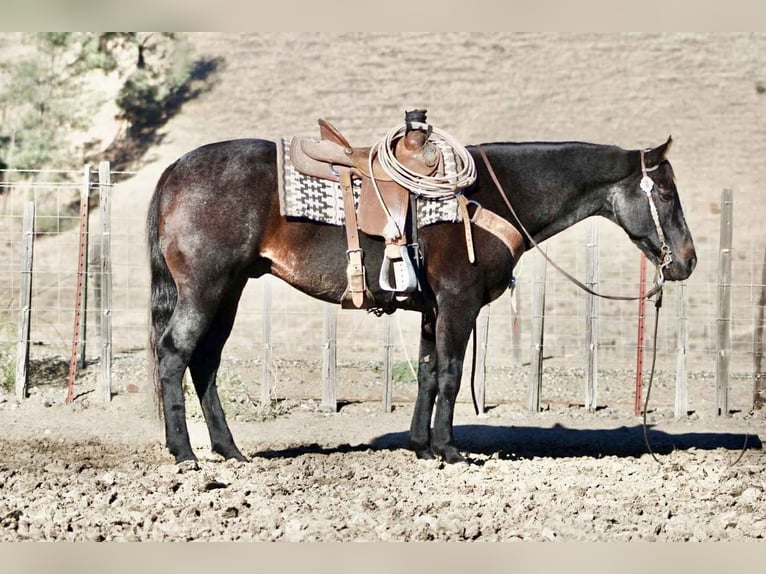 American Quarter Horse Gelding 12 years 15 hh Roan-Blue in Paicines CA