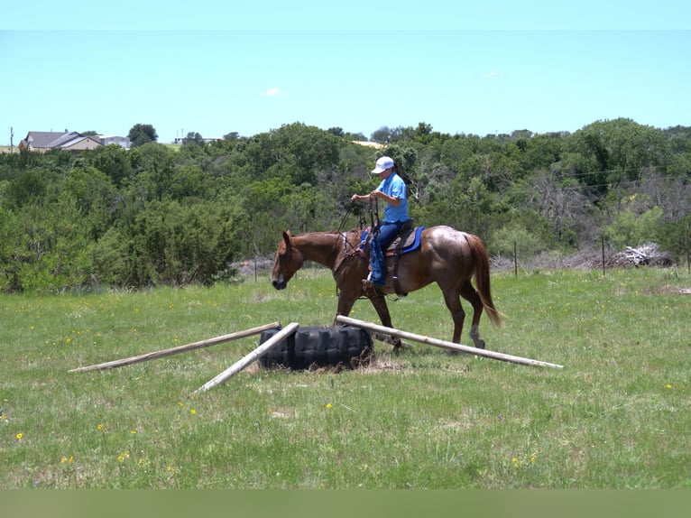 American Quarter Horse Gelding 12 years 15 hh Roan-Red in Stephenville