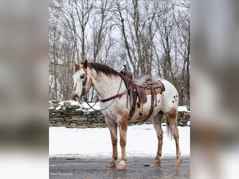 American Quarter Horse Gelding 12 years 15 hh Roan-Red in Everette PA
