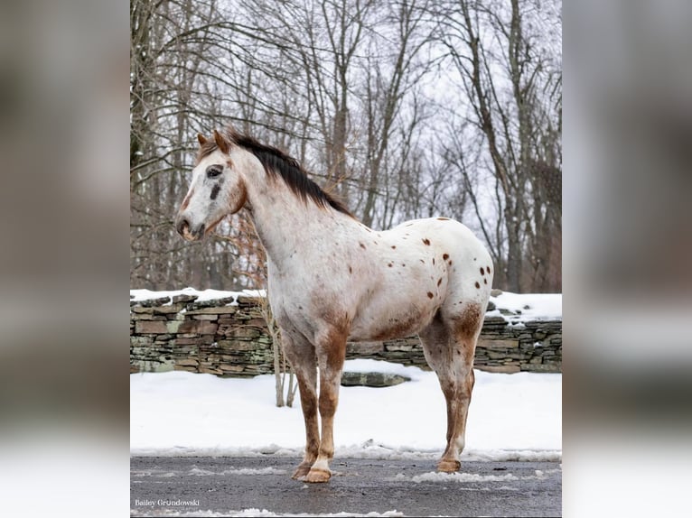 American Quarter Horse Gelding 12 years 15 hh Roan-Red in Everette PA