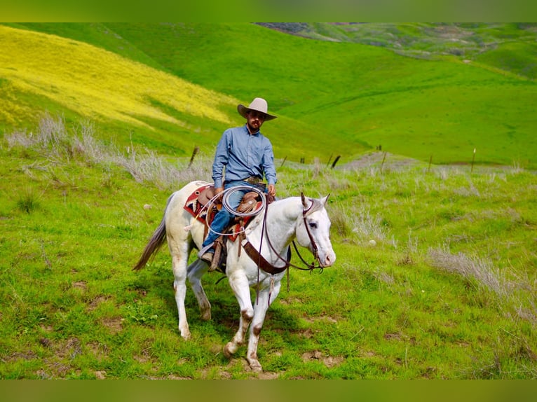 American Quarter Horse Gelding 12 years 15 hh Roan-Red in Paicines CA