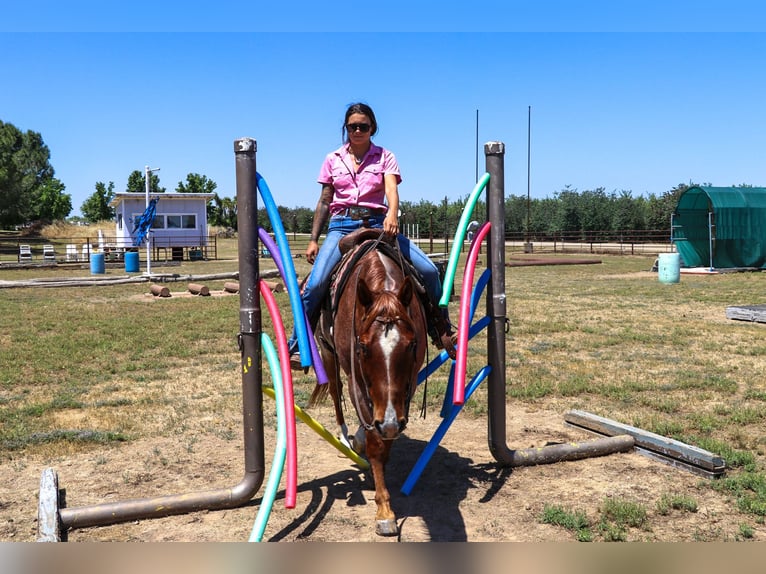 American Quarter Horse Gelding 12 years 15 hh Roan-Red in Pleasant Grove CA