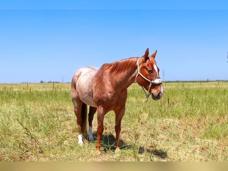 American Quarter Horse Gelding 12 years 15 hh Roan-Red in Pleasant Grove CA