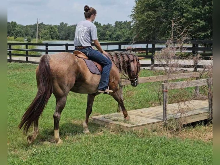 American Quarter Horse Gelding 12 years 15 hh Roan-Red in Robards KY