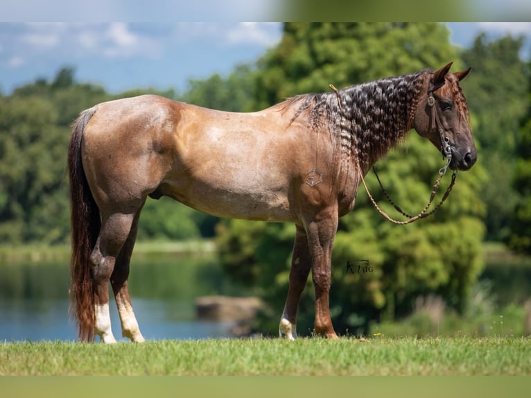 American Quarter Horse Gelding 12 years 15 hh Roan-Red in Robards KY