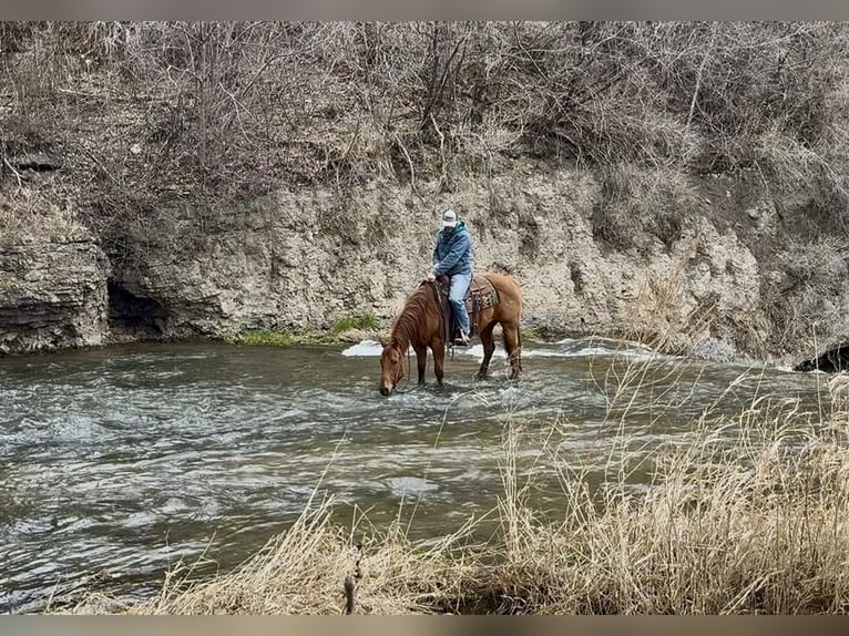 American Quarter Horse Gelding 12 years 15 hh Sorrel in Cannon Falls
