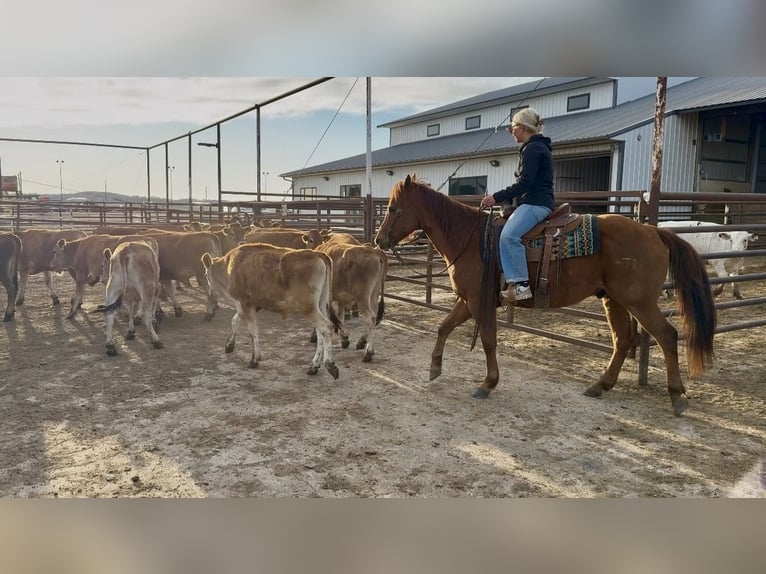 American Quarter Horse Gelding 12 years 15 hh Sorrel in Cannon Falls