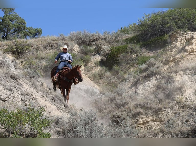 American Quarter Horse Gelding 12 years 15 hh Sorrel in Ripley