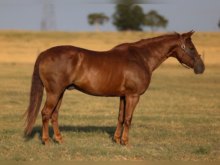 American Quarter Horse Gelding 12 years 15 hh Sorrel in Ripley