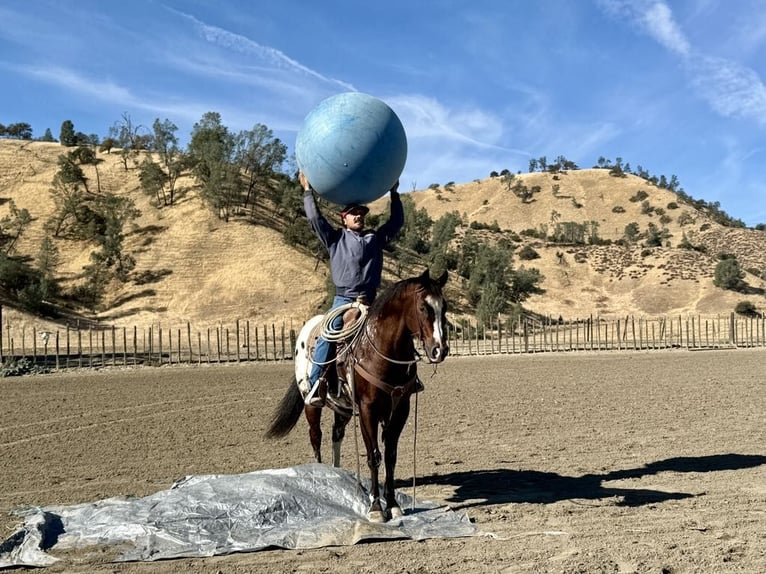 American Quarter Horse Gelding 12 years 15,1 hh Bay in Paicines CA