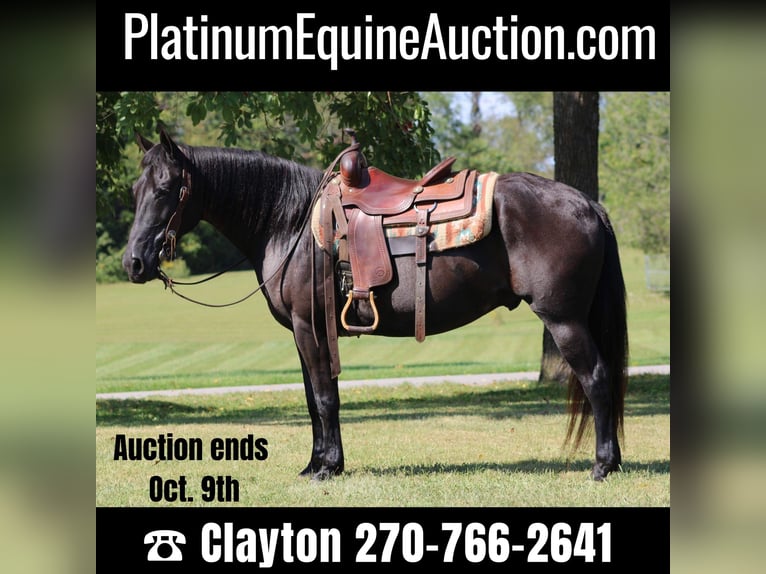 American Quarter Horse Gelding 12 years 15,1 hh Black in Sanora KY