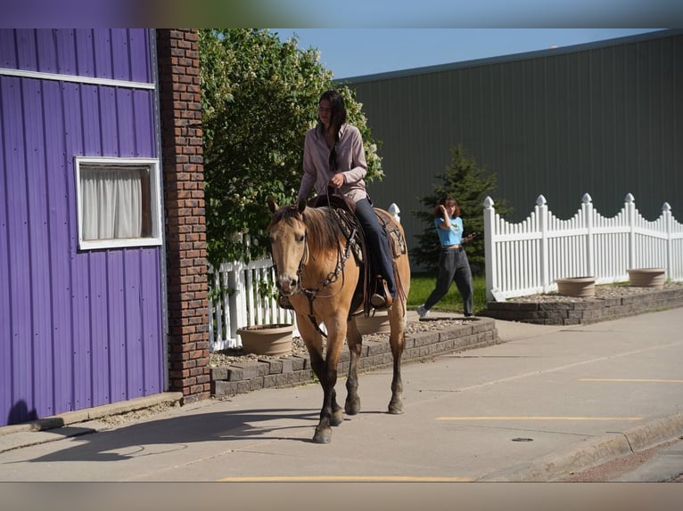 American Quarter Horse Gelding 12 years 15,1 hh Buckskin in Corsica, SD