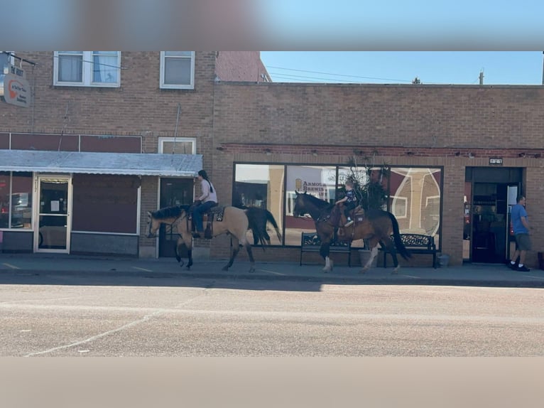 American Quarter Horse Gelding 12 years 15,1 hh Buckskin in Corsica, SD
