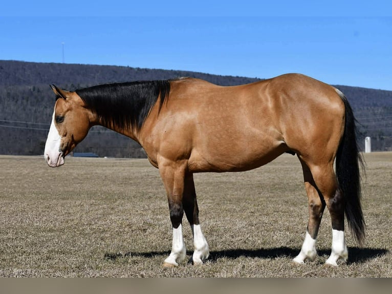 American Quarter Horse Gelding 12 years 15,1 hh Buckskin in Rebersburg