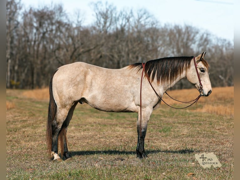 American Quarter Horse Gelding 12 years 15,1 hh Buckskin in Santa Fe
