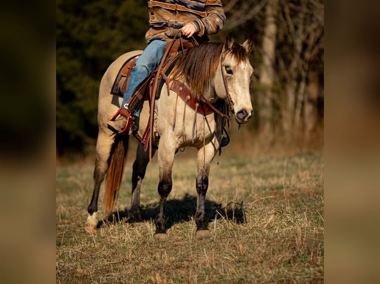 American Quarter Horse Gelding 12 years 15,1 hh Buckskin in Santa Fe