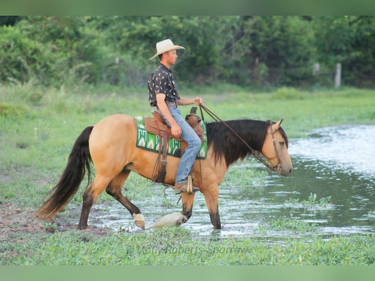 American Quarter Horse Mix Gelding 12 years 15,1 hh Buckskin in Baxter Springs, KS