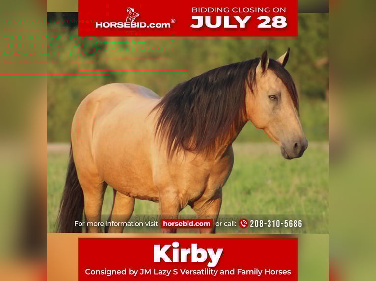 American Quarter Horse Mix Gelding 12 years 15,1 hh Buckskin in Baxter Springs, KS
