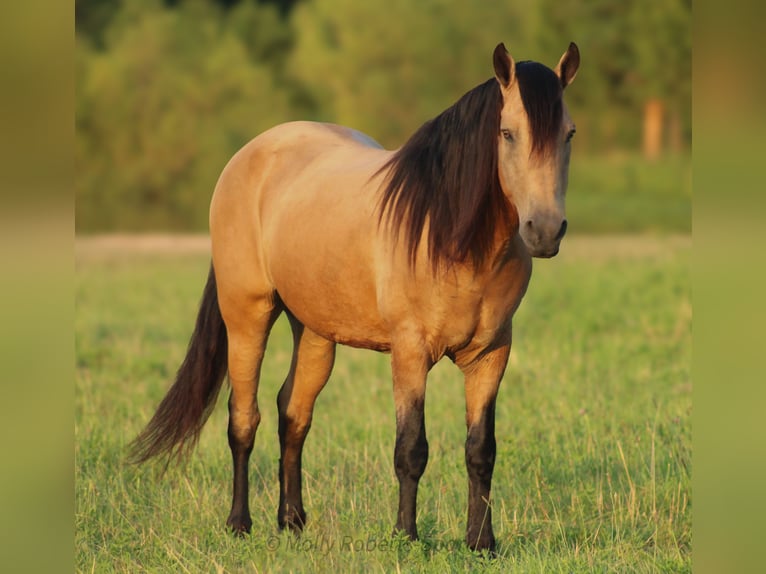American Quarter Horse Mix Gelding 12 years 15,1 hh Buckskin in Baxter Springs, KS
