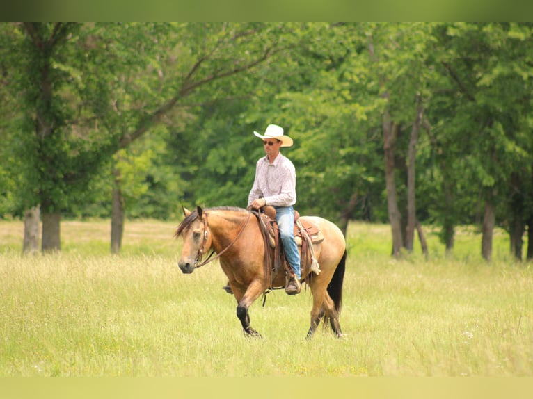American Quarter Horse Mix Gelding 12 years 15,1 hh Buckskin in Baxter Springs, KS