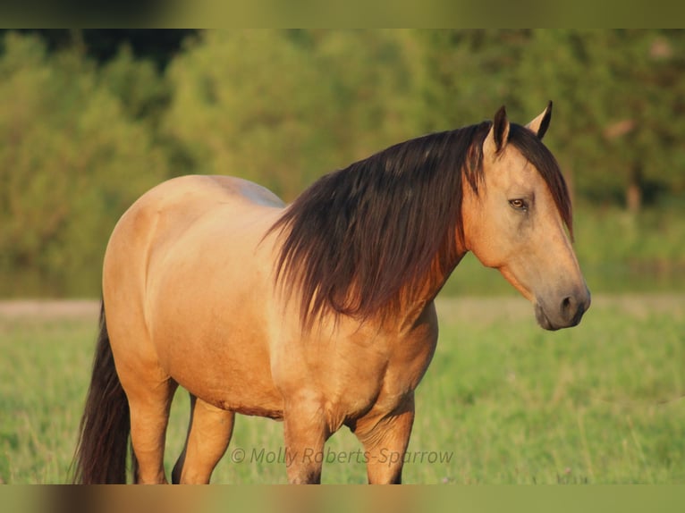 American Quarter Horse Mix Gelding 12 years 15,1 hh Buckskin in Baxter Springs, KS