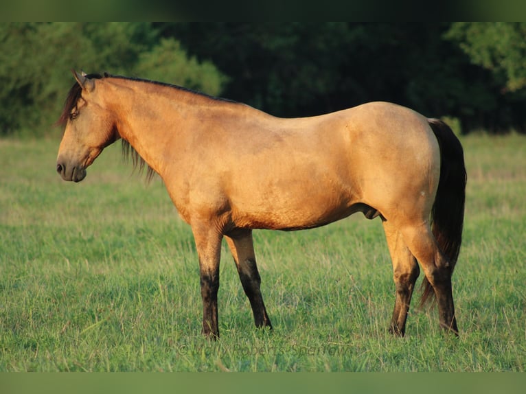 American Quarter Horse Mix Gelding 12 years 15,1 hh Buckskin in Baxter Springs, KS