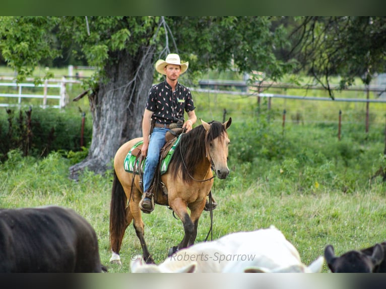 American Quarter Horse Mix Gelding 12 years 15,1 hh Buckskin in Baxter Springs, KS
