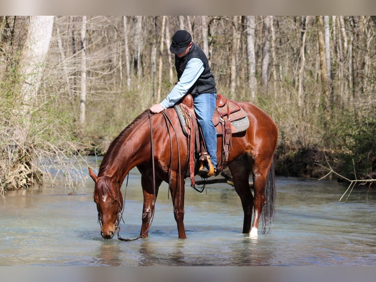 American Quarter Horse Gelding 12 years 15,1 hh Chestnut in Hardinsburg IN