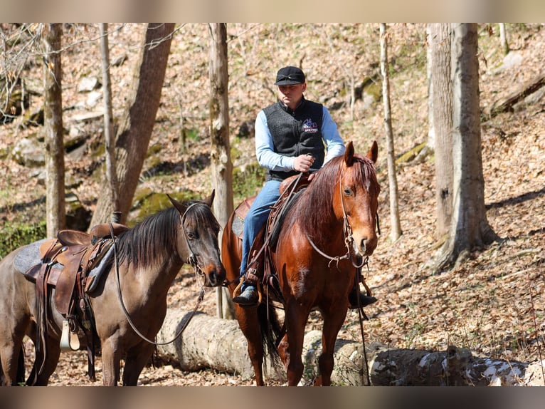 American Quarter Horse Gelding 12 years 15,1 hh Chestnut in Hardinsburg IN