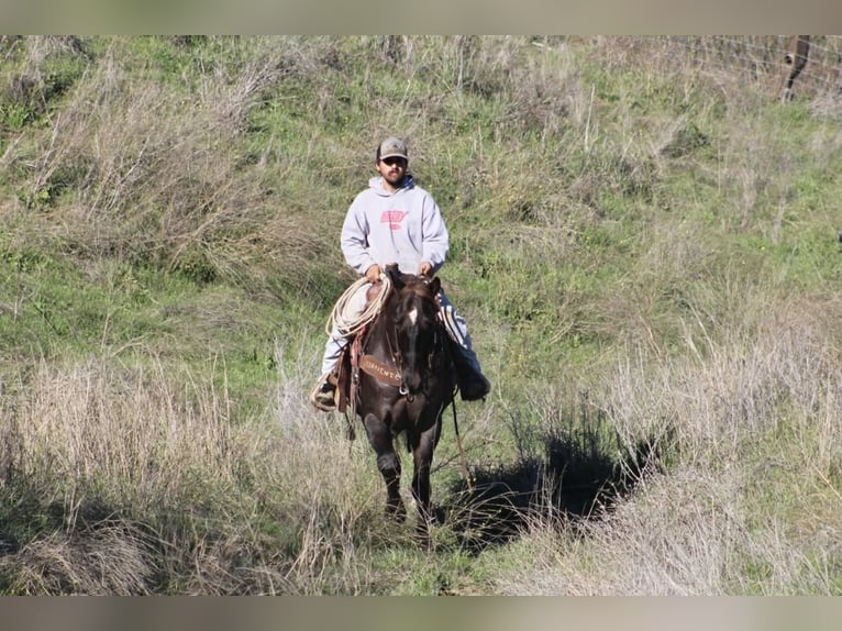 American Quarter Horse Gelding 12 years 15,1 hh Chestnut in Paicines CA
