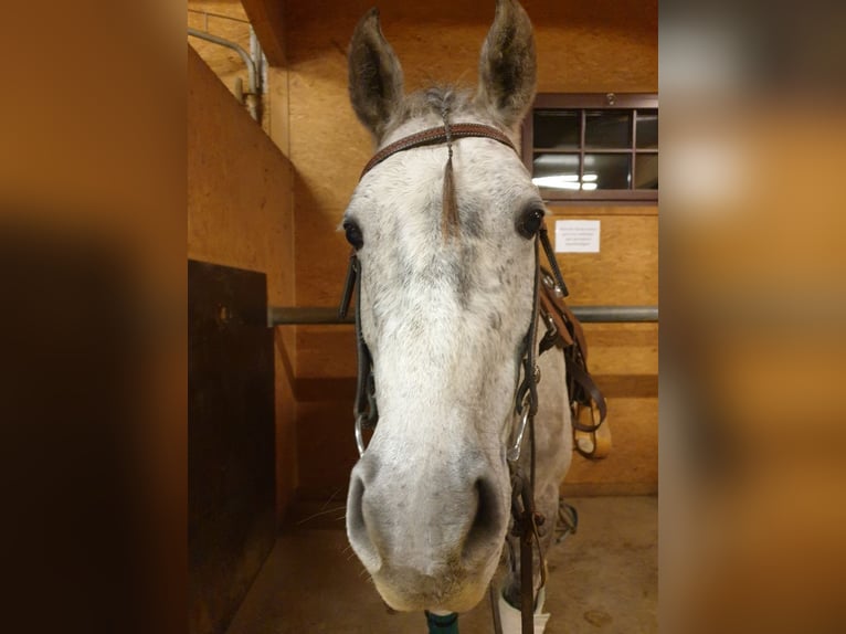 American Quarter Horse Mix Gelding 12 years 15,1 hh Grey in Rankweil