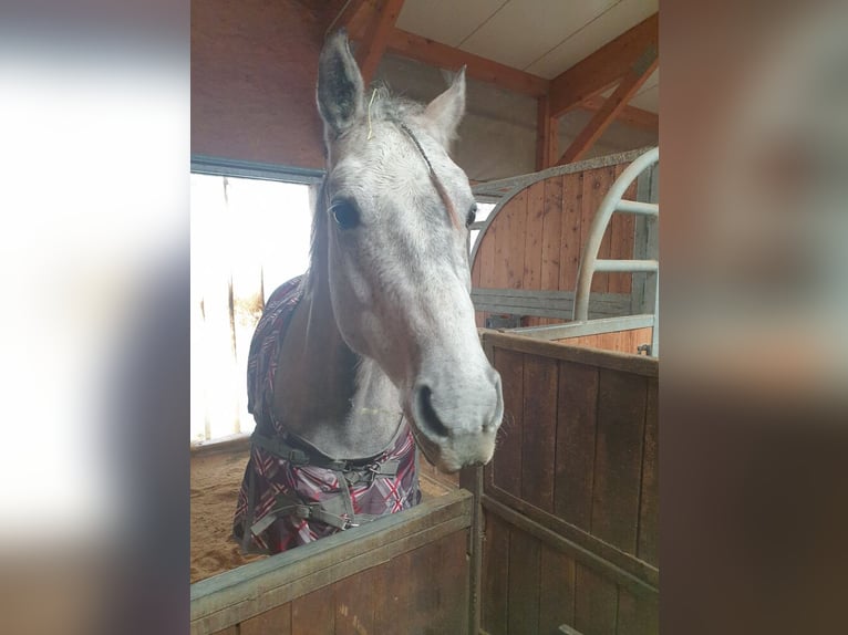 American Quarter Horse Gelding 12 years 15,1 hh Grey in Rankweil