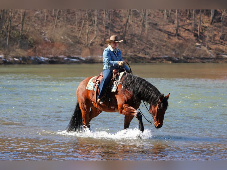American Quarter Horse Gelding 12 years 15,1 hh Roan-Bay in Clarion