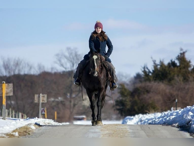 American Quarter Horse Gelding 12 years 15,2 hh Black in Cherryville